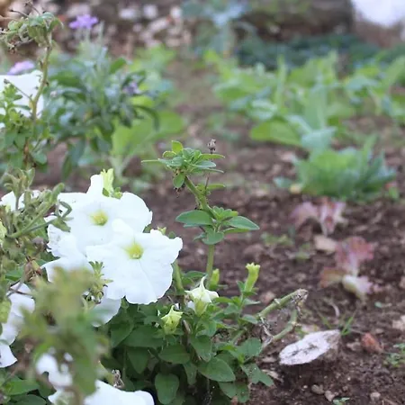 Ferienhaus Casa Manuel E Maria